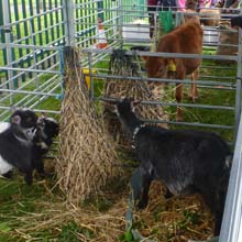 Fishers Mobile Farm @ Ince C of E Primary School